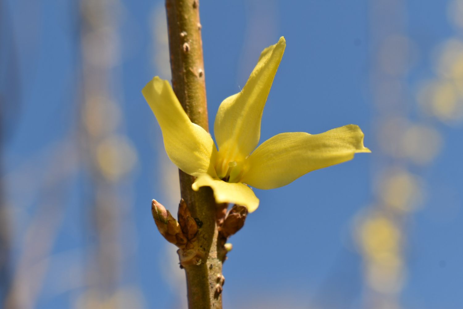 Forsythia