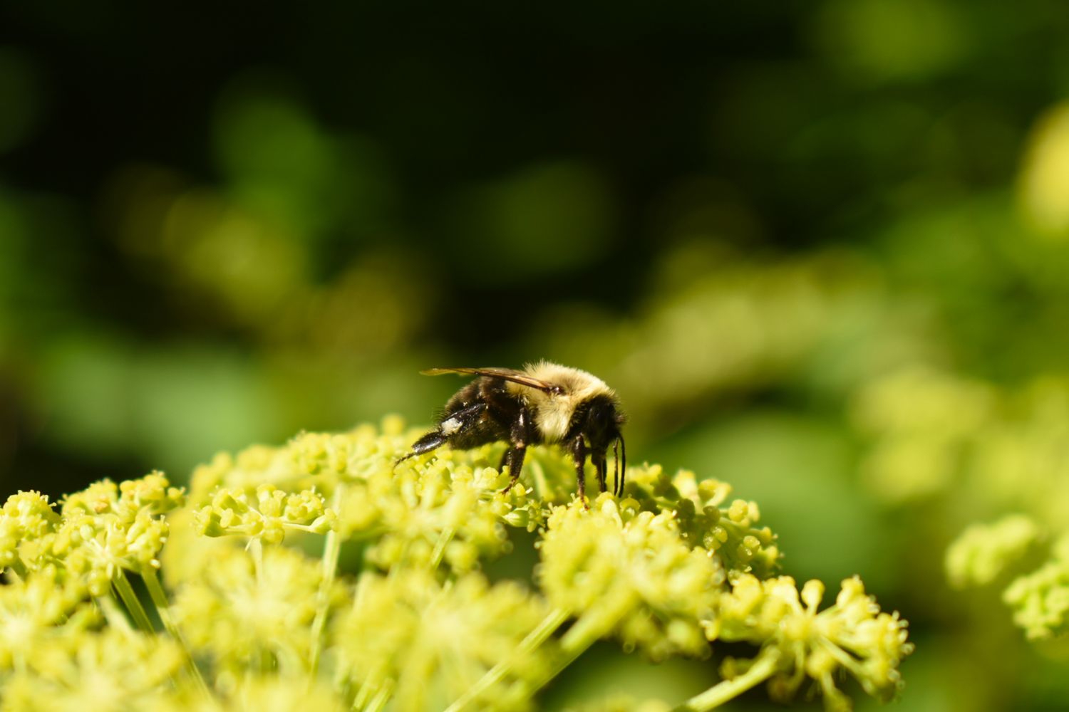 Bumble bee on Angelica, Huckleberry Knob, Nantahala National Forest, NC.
