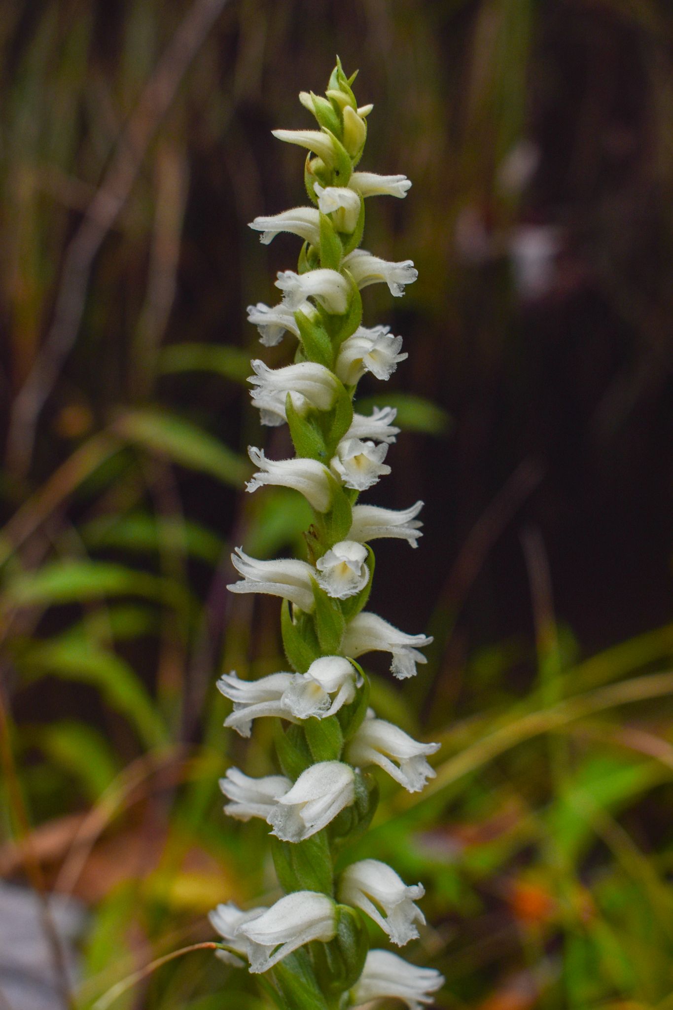 Nodding ladies tresses
