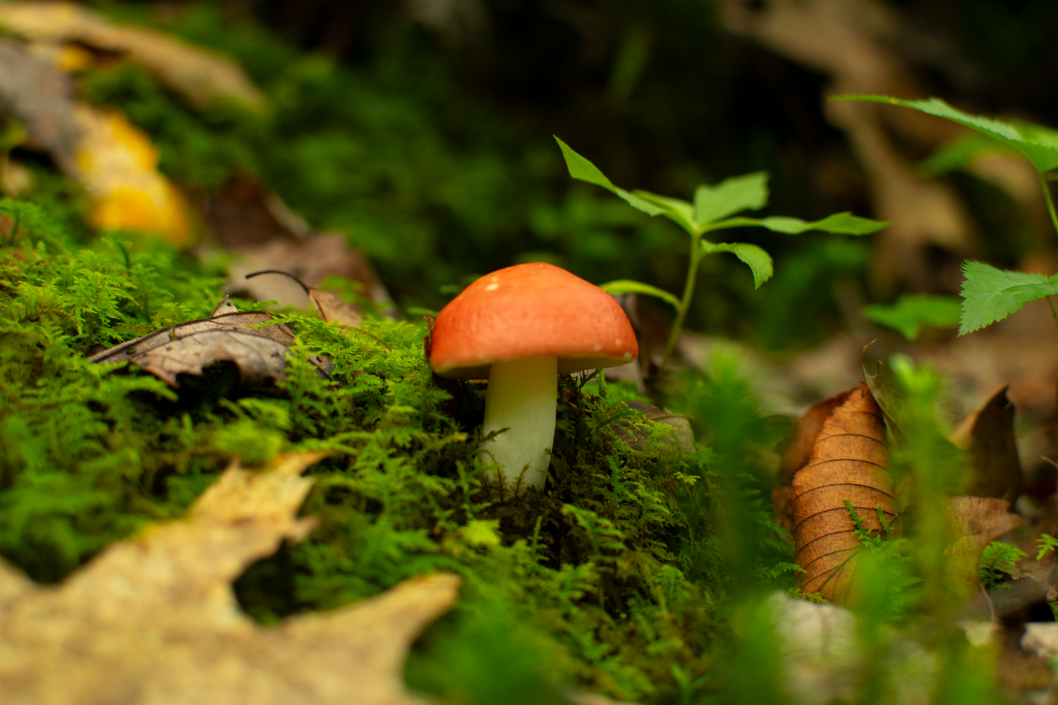 Mushroom in Moss