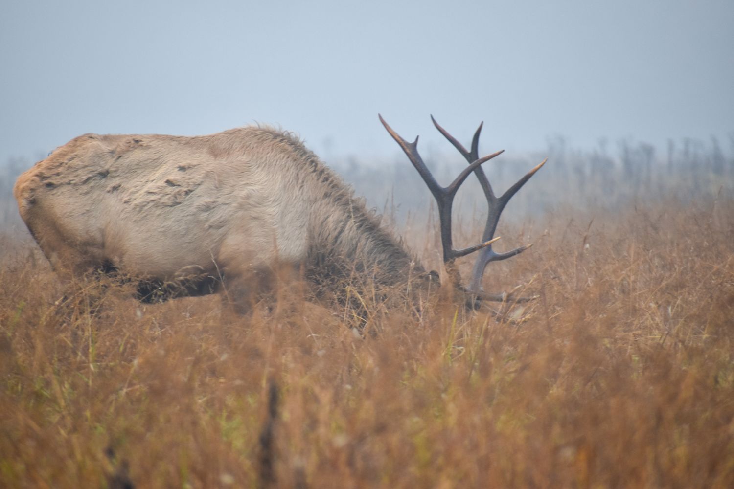 Elk grazing in Cataloochee