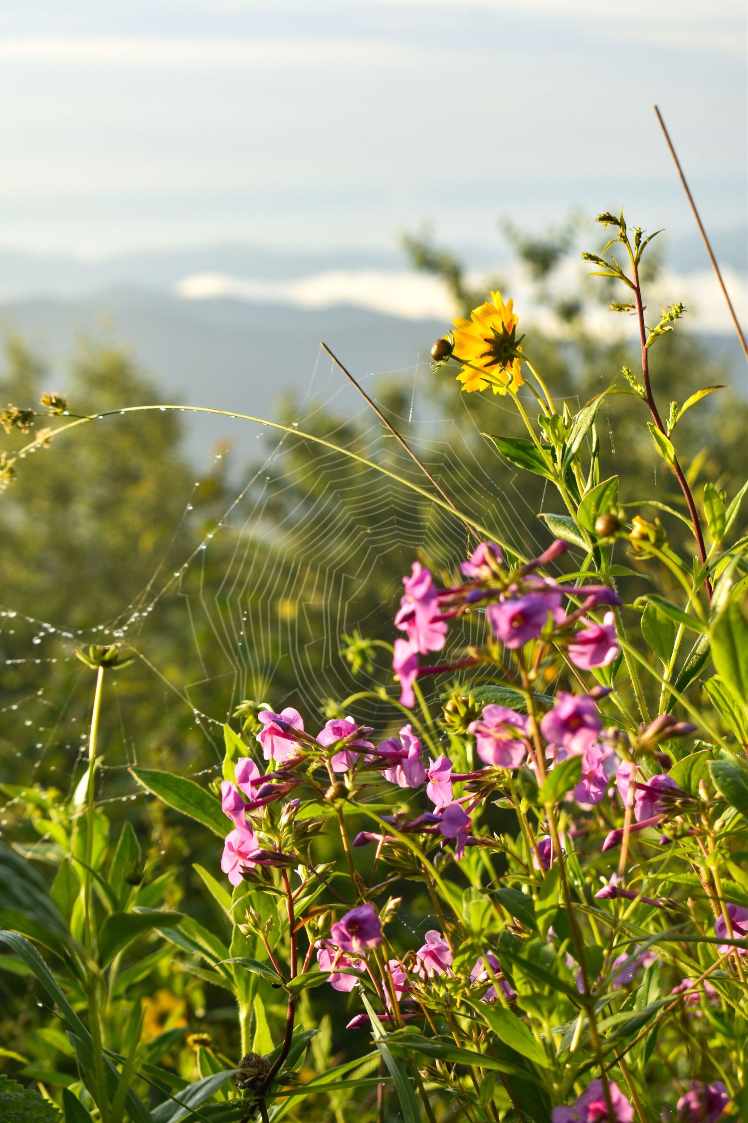 Spiderweb and Flowers by Craggy