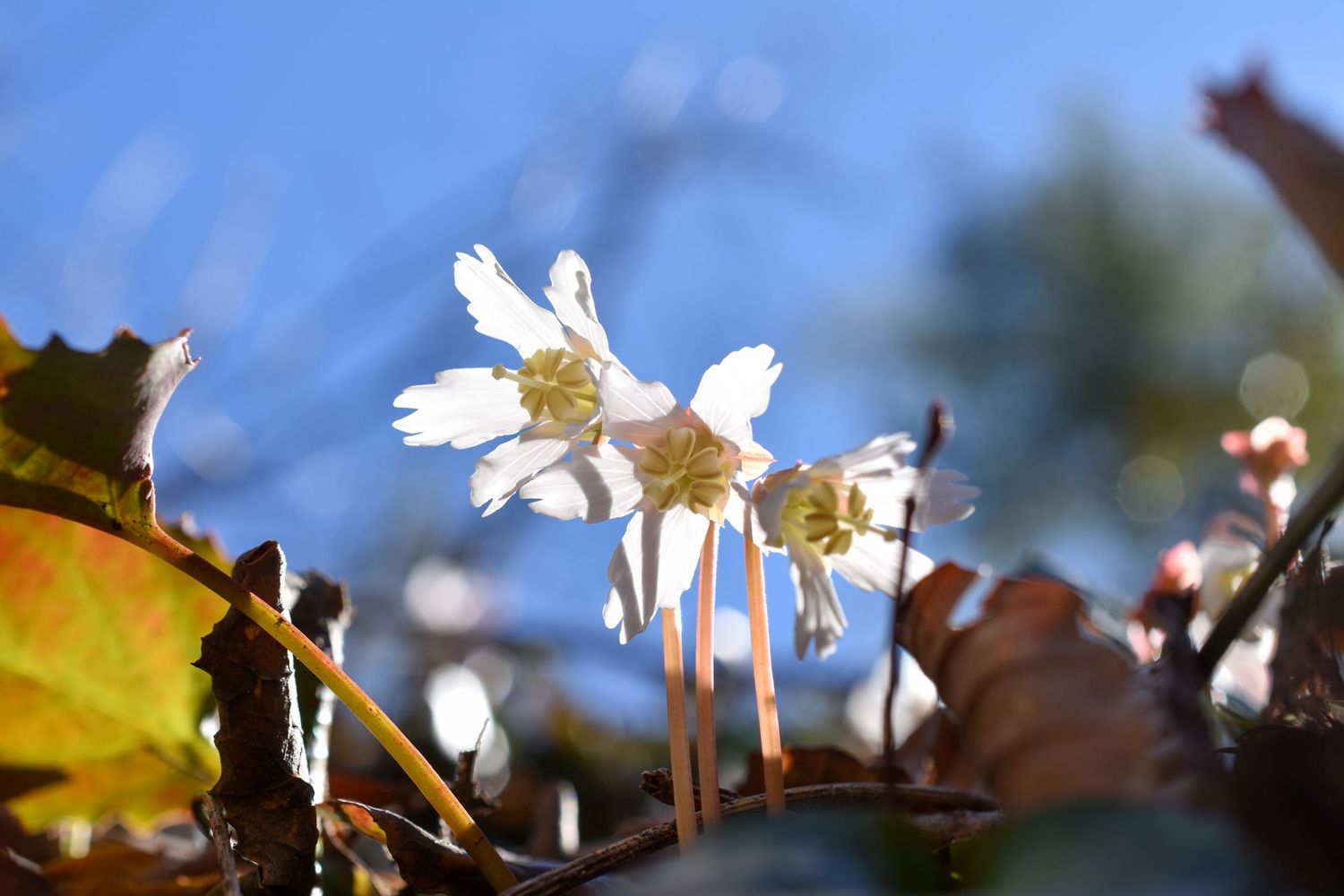 Oconee bells,south Carolina