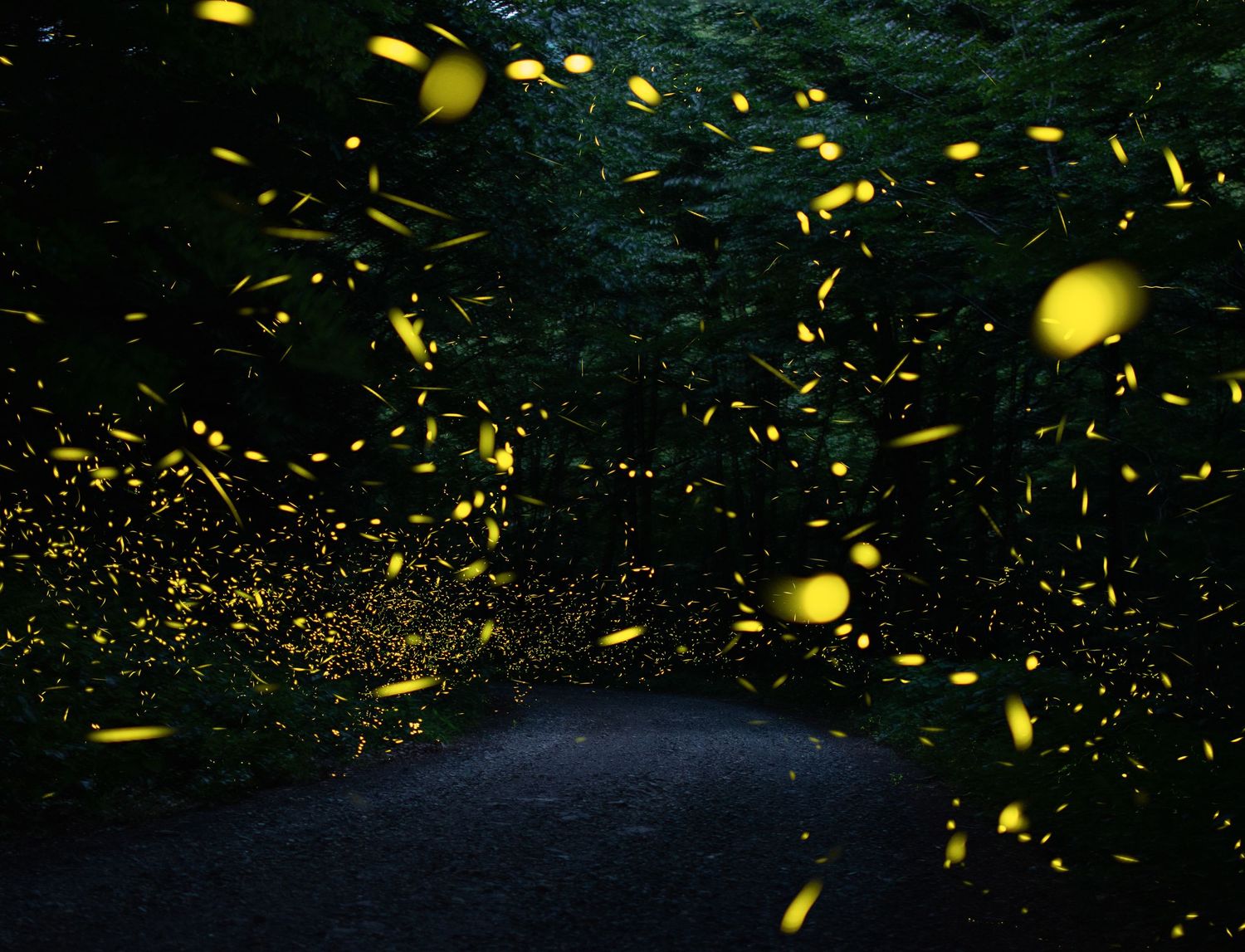 Synchronous Fireflies over road.
