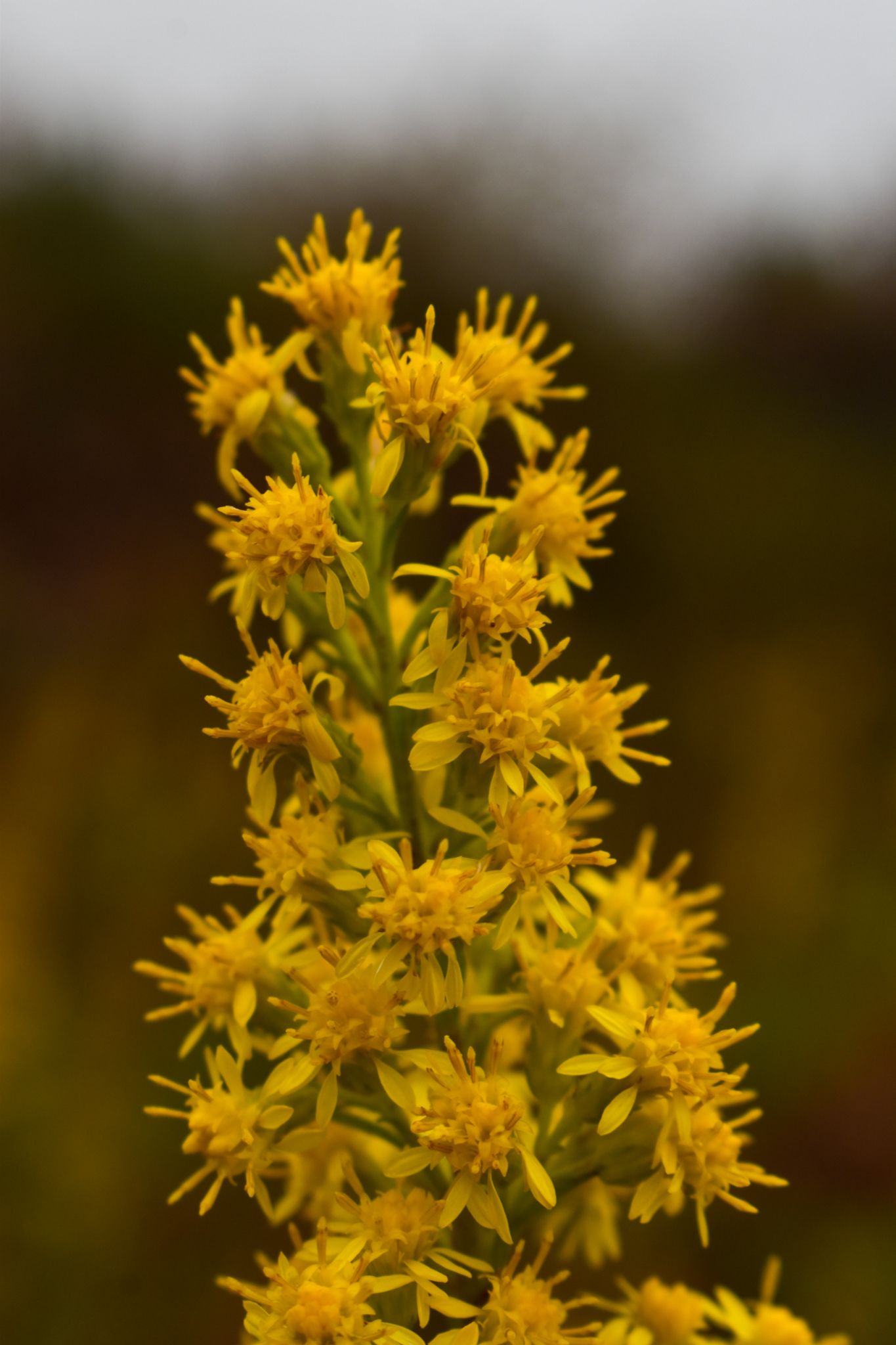 Goldenrod