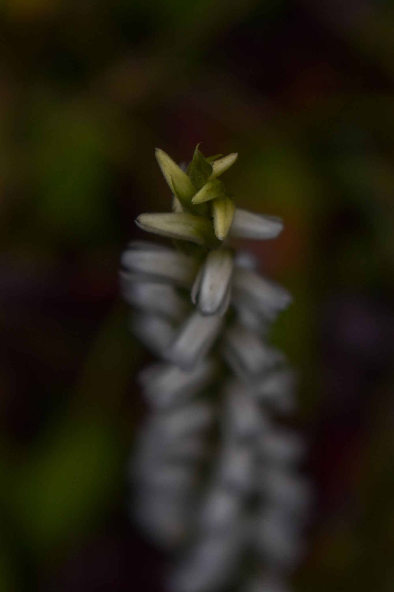 Nodding ladies tresses
