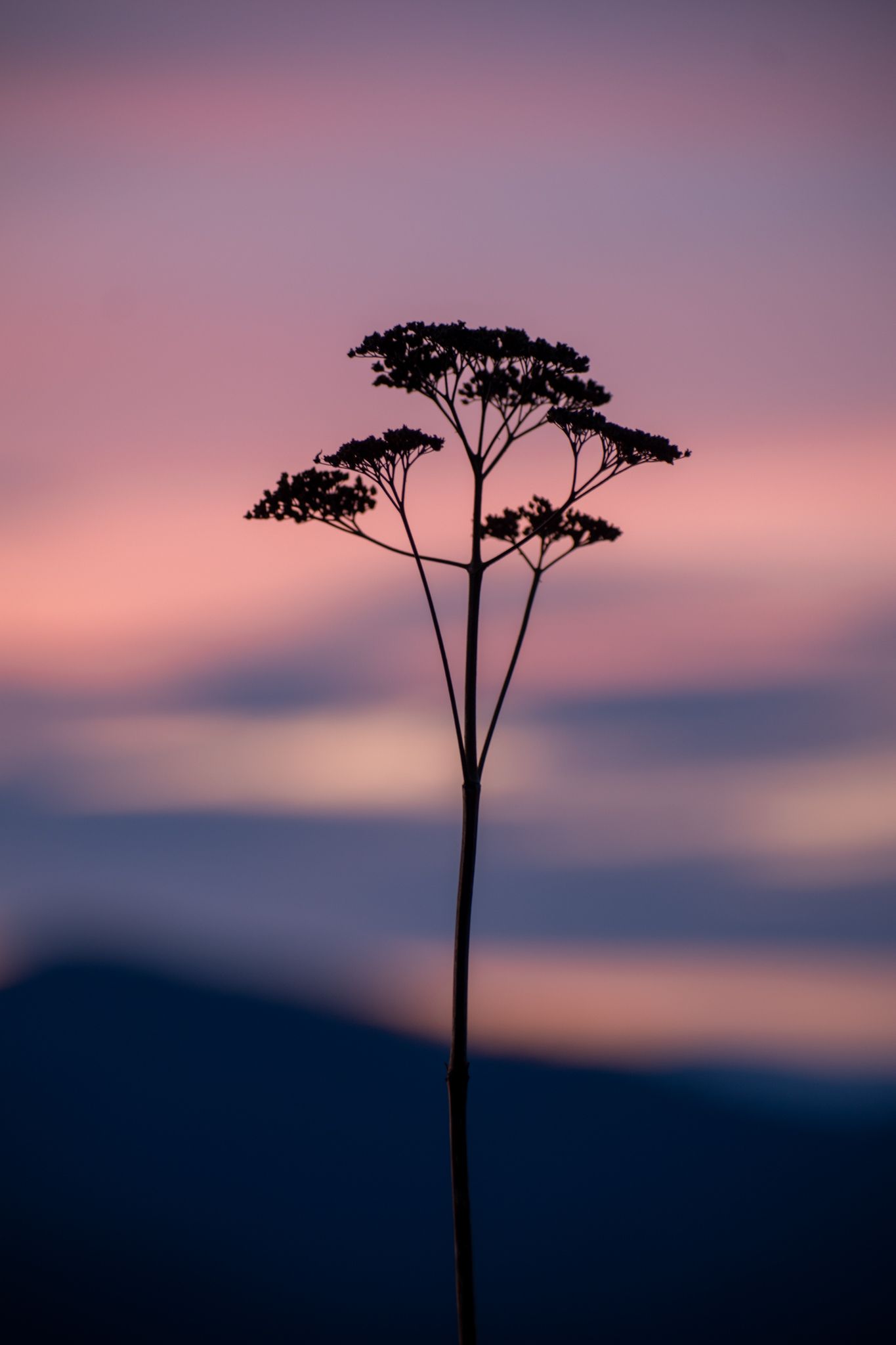 Angelica at sunset