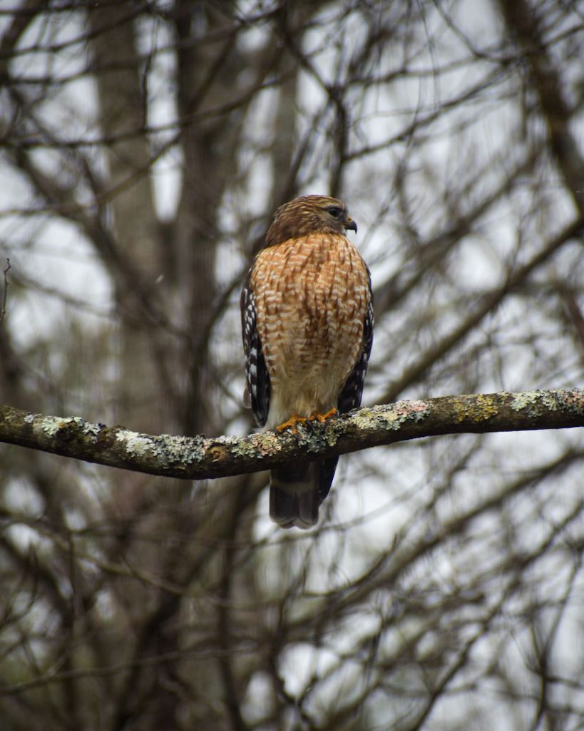 Red Shouldered Hawk