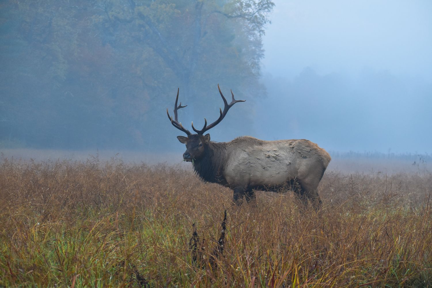 Photo Contest winner Wry Elk, 
Elk grazing in Cataloochee