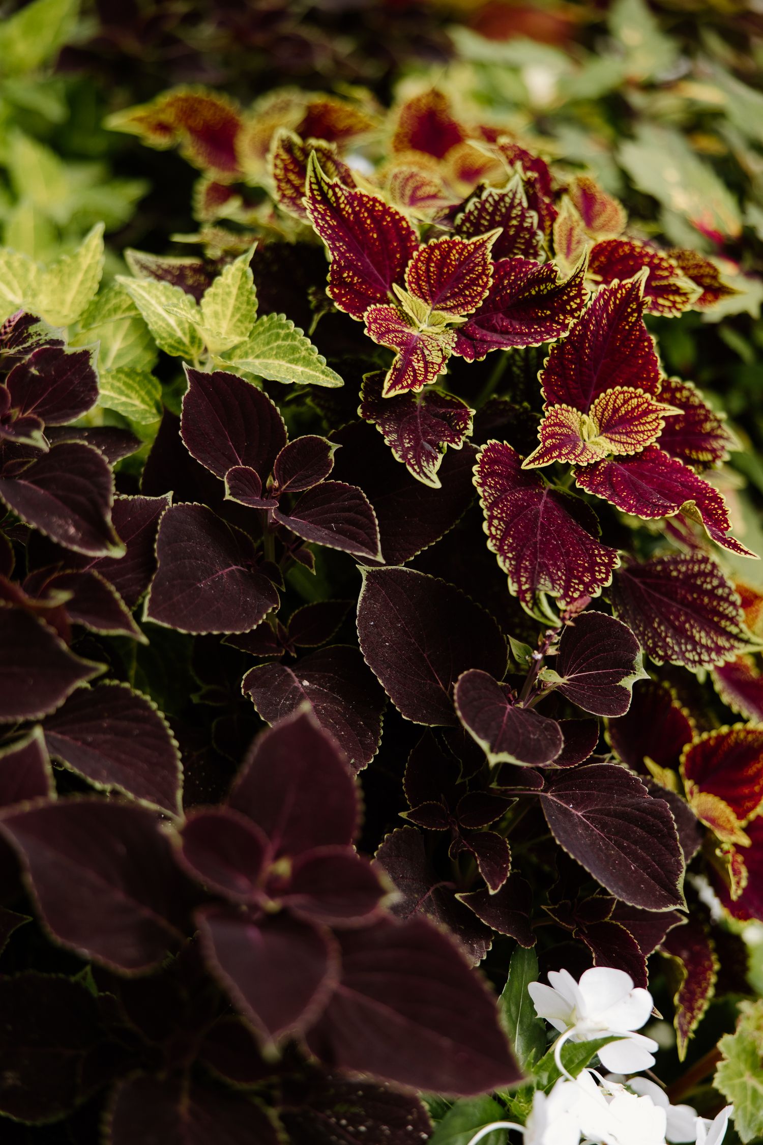 Vibrant coleus plants with deep burgundy and red-gold variegated leaves growing alongside white flowers in a garden.