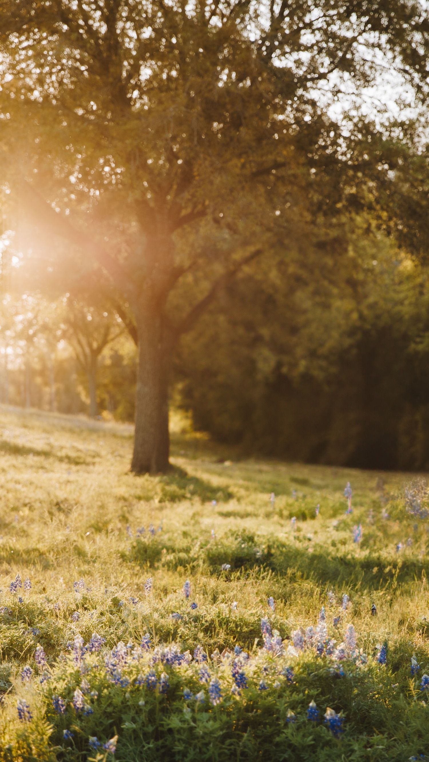 Sunlit oak tree surrounded by blooming bluebonnets in a lush green meadow at sunrise.