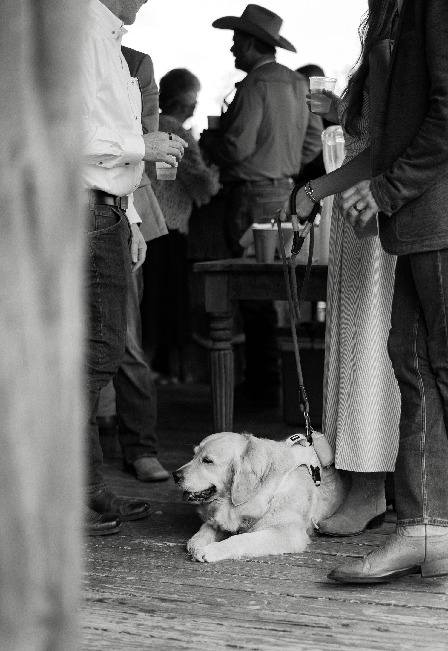 Black and white photo of golden retriever puppy resting on wooden floor during western wedding reception with guests.