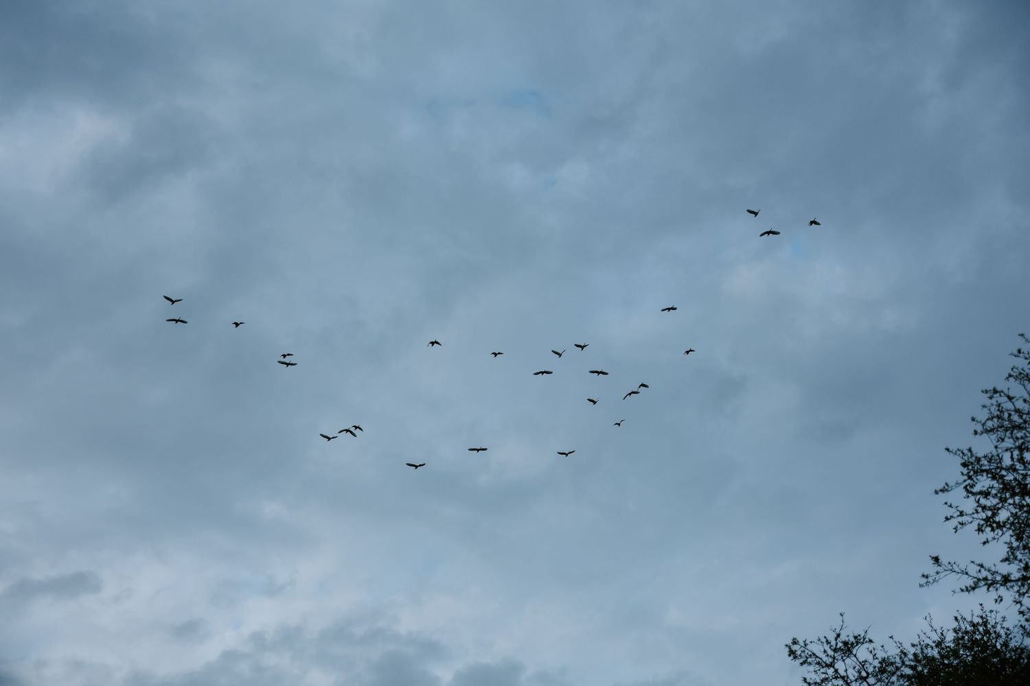 Flock of birds flying in formation against a dramatic cloudy blue sky at a wedding venue.