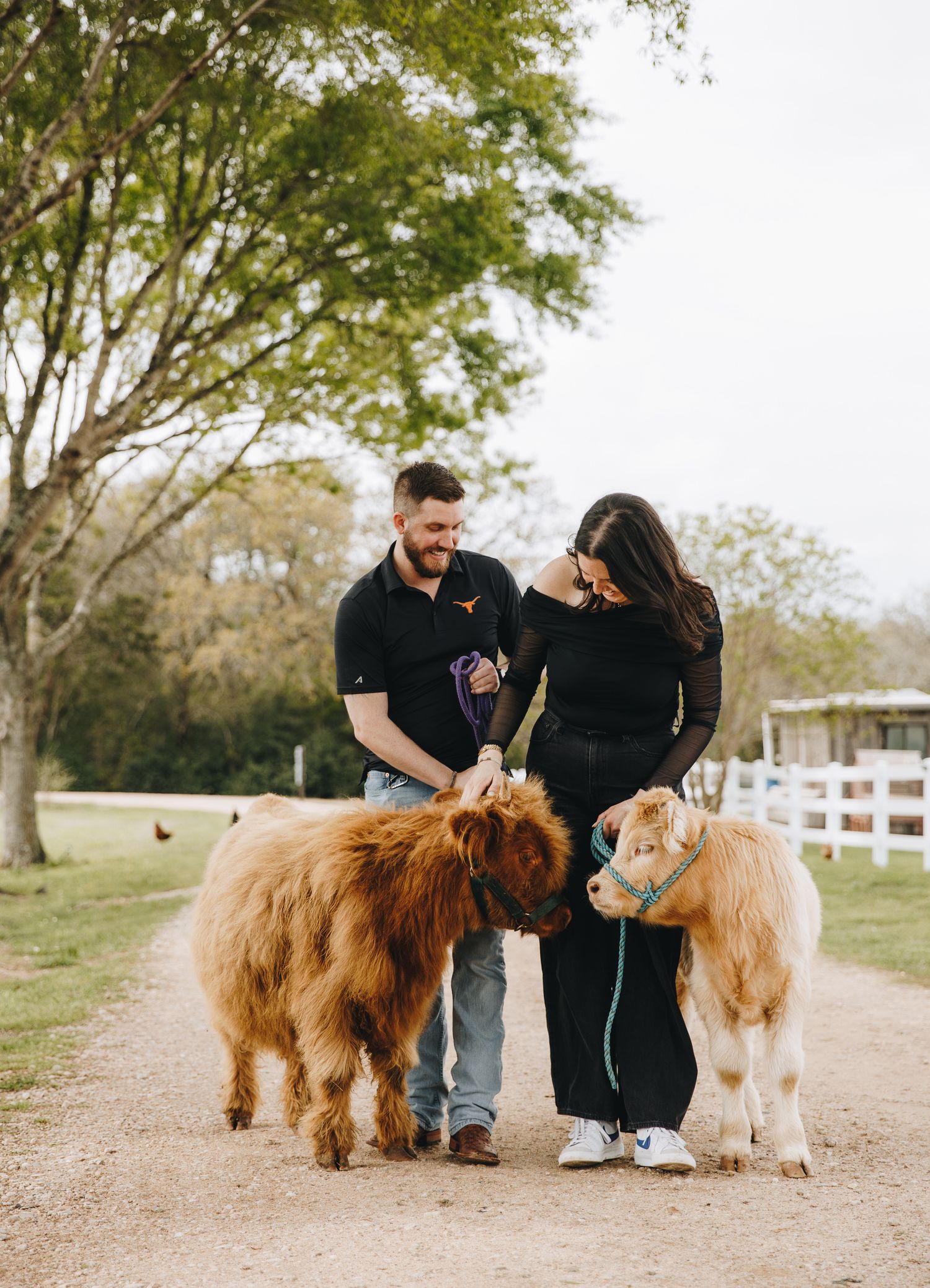 Couple smiling while petting two fluffy Highland calves on a farm dirt path.