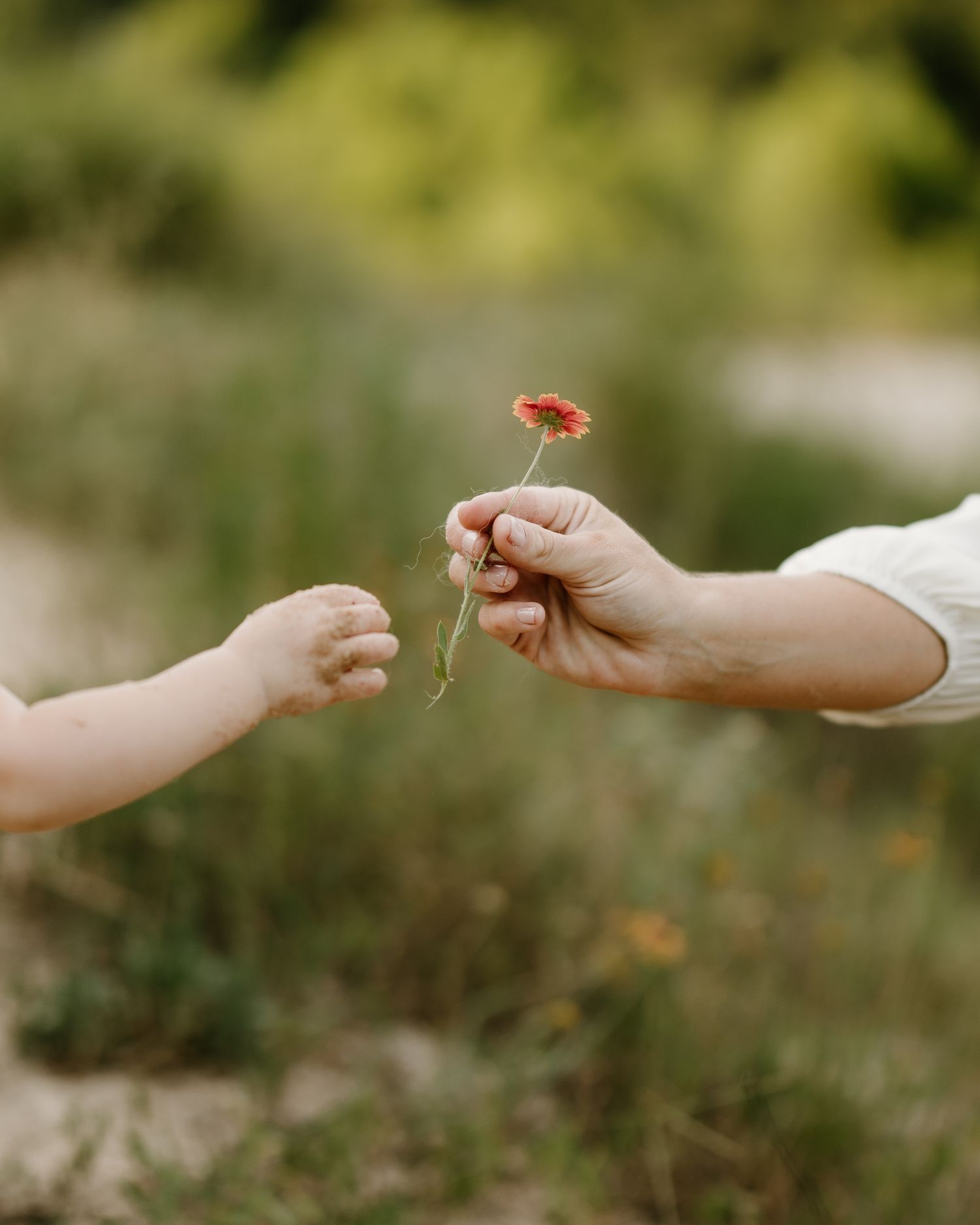 An adult hand gently offers a small red wildflower to a toddler's reaching hand outdoors.