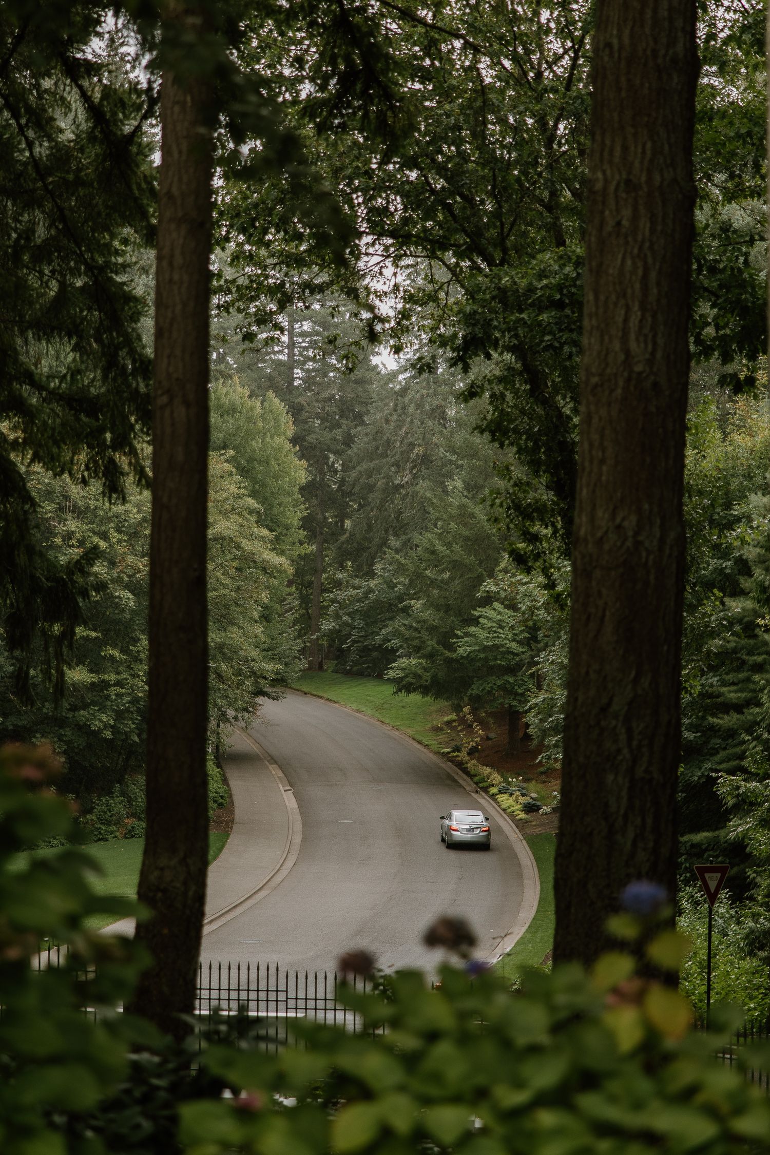 A winding tree-lined road with a car driving through a lush green forest on a misty day.