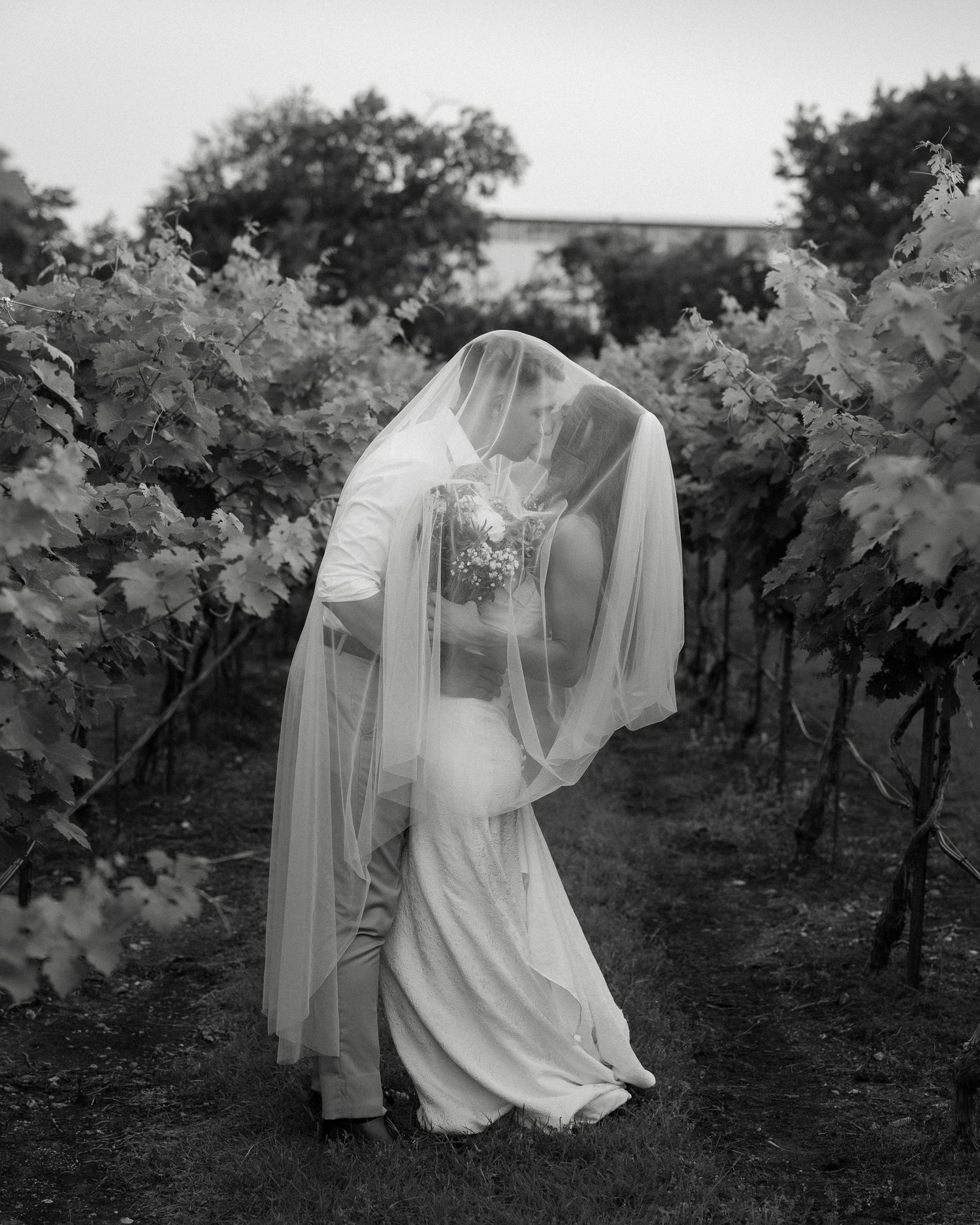 Black and white photo of bride and groom kissing under veil in a lush vineyard on their wedding day.