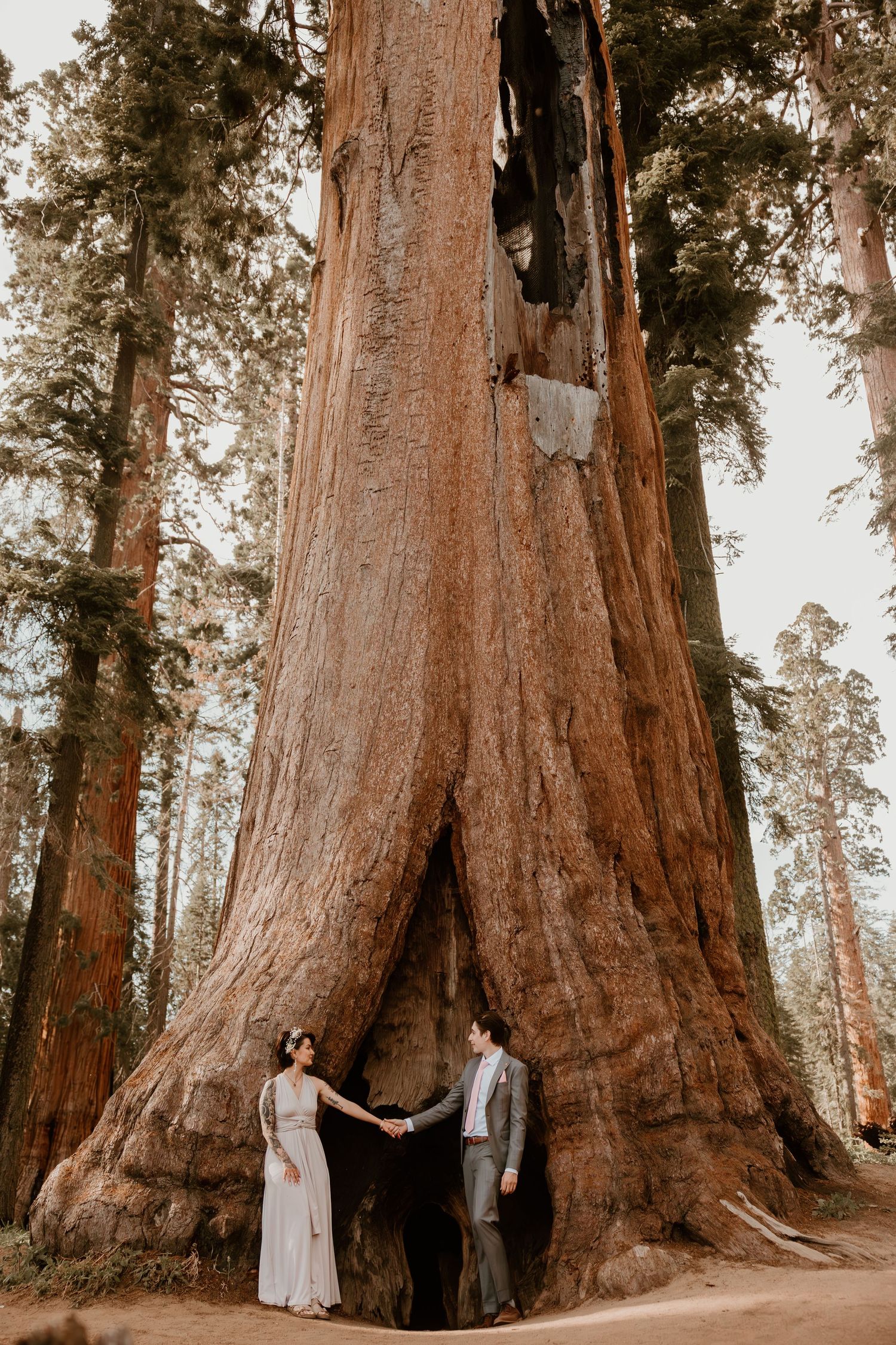 A towering ancient sequoia tree trunk in a misty forest setting.