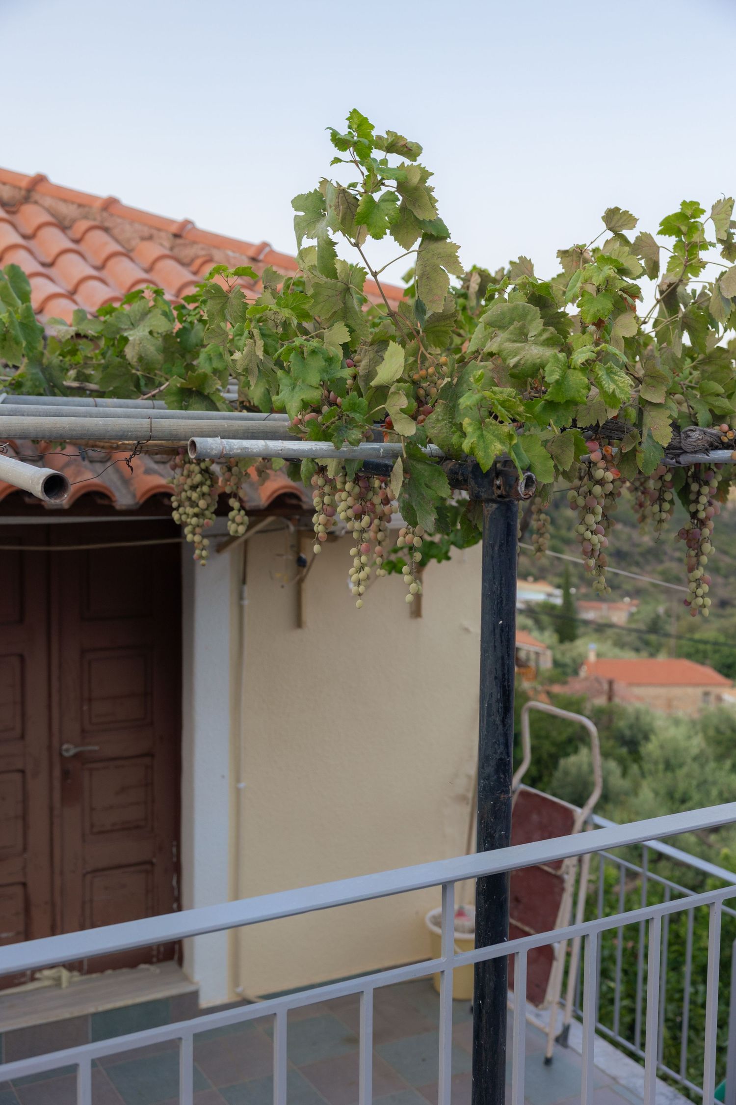 Grapevines growing along a white railing on a terrace with terracotta roof tiles visible in the background.