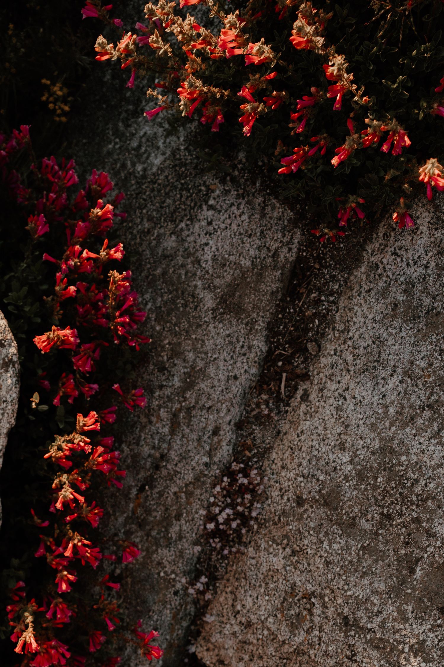 Red flowers climbing along a dark textured concrete or stone wall create dramatic contrast in moody lighting.