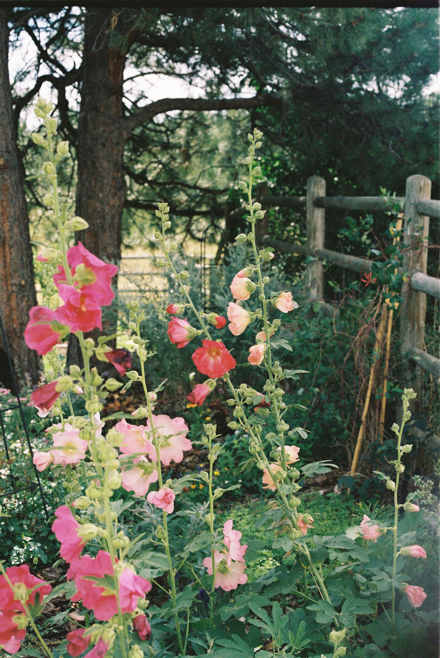 Pink and coral hollyhocks blooming in a garden with wooden fence posts.