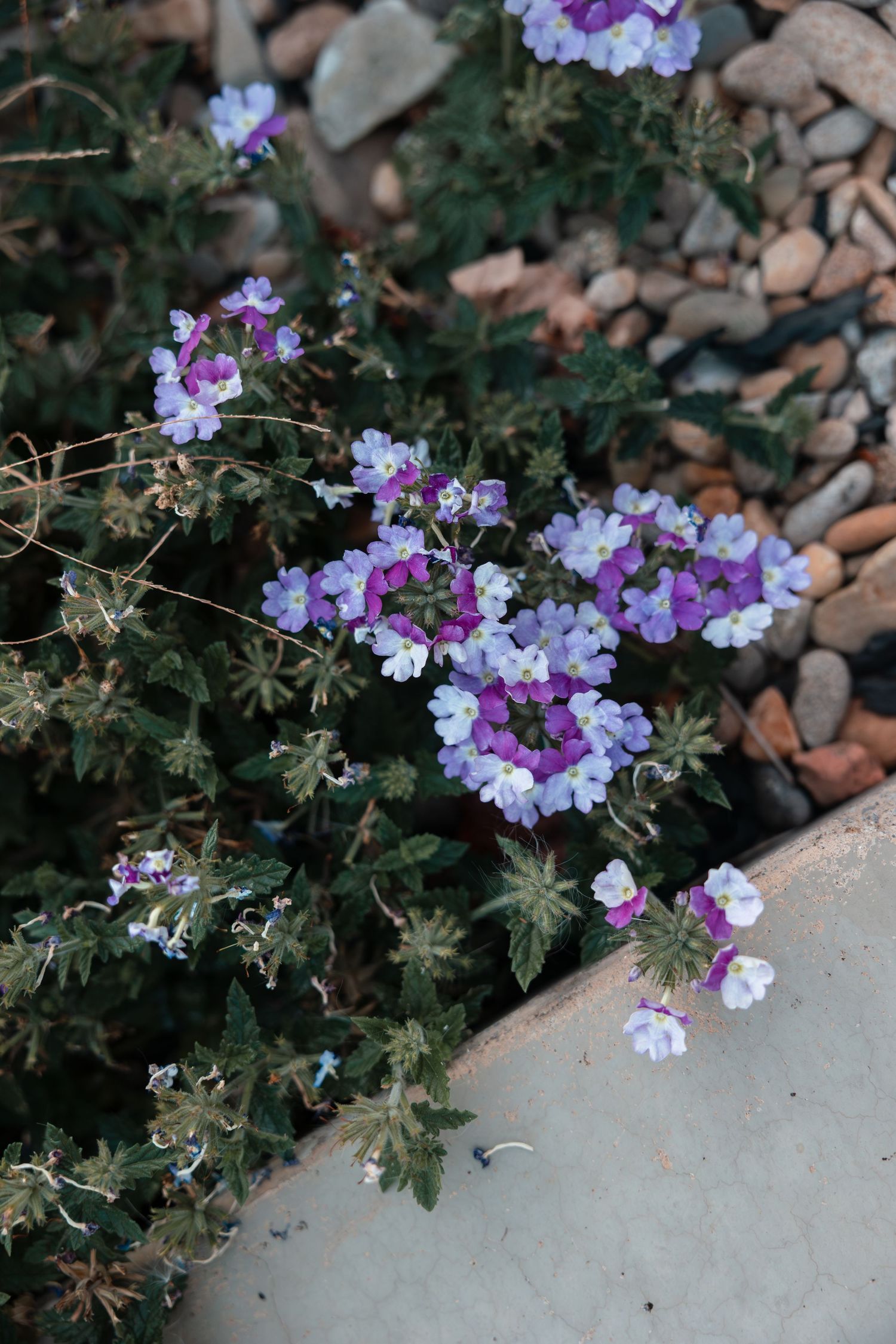 Purple and blue flowers bloom along a concrete path edge in a garden setting.