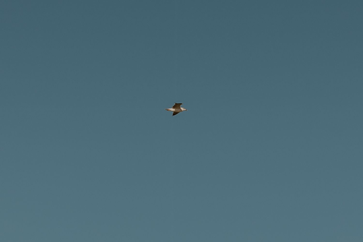 Seagull soaring against clear blue sky over ocean.