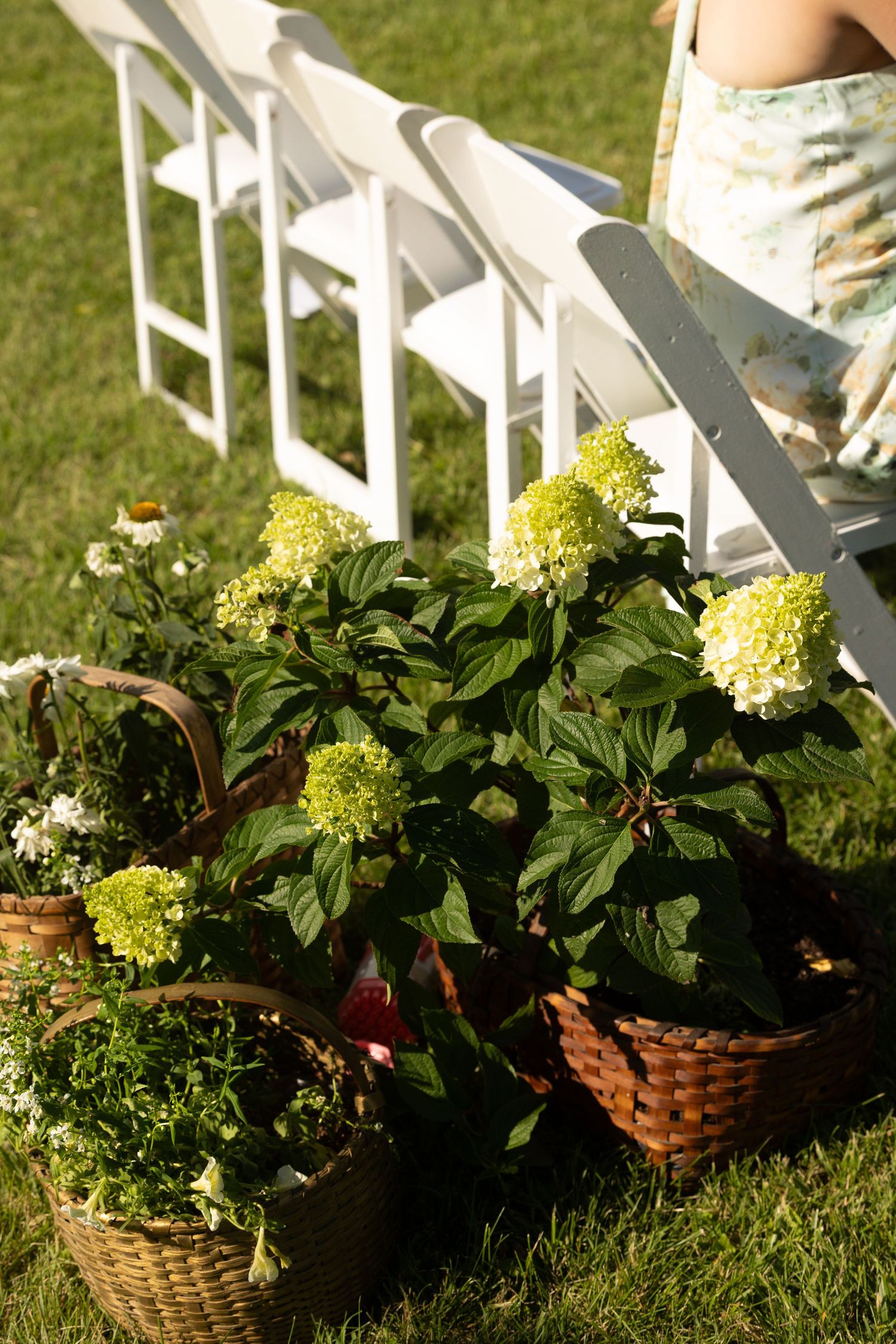 White folding chairs and woven baskets filled with lush green hydrangea plants decorate an outdoor garden setting.