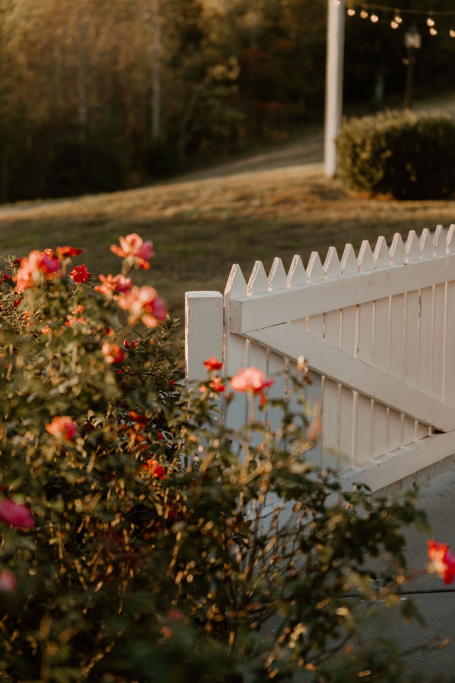 Pink roses bloom beside a classic white picket fence in golden evening light.
