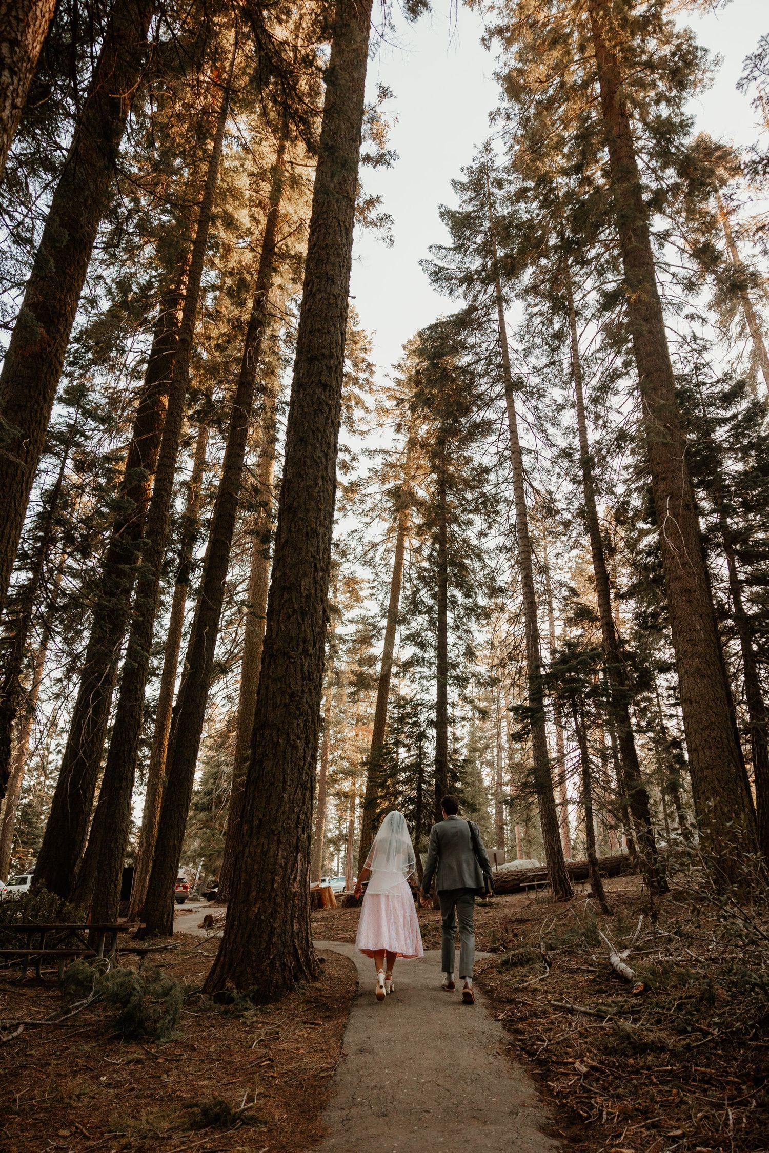 Newlyweds walk down forest path surrounded by majestic tall pine trees.