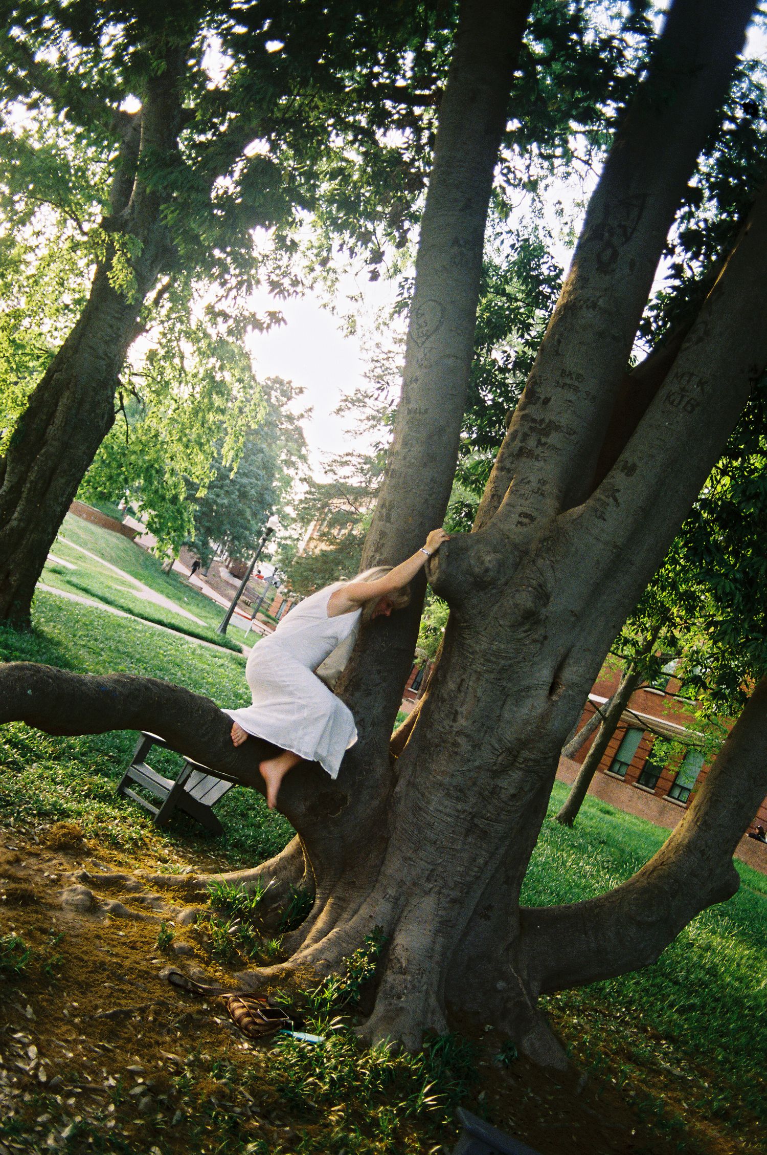 A person in a white dress climbs the trunk of a large tree in a lush green park.