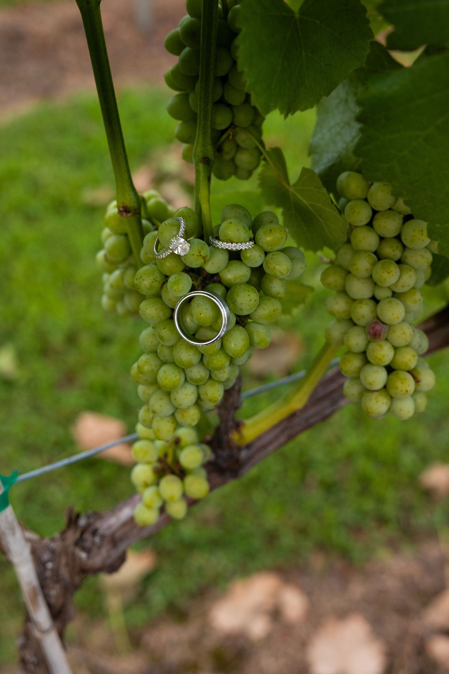 Wedding rings artistically photographed among clusters of green grapes on the vine.