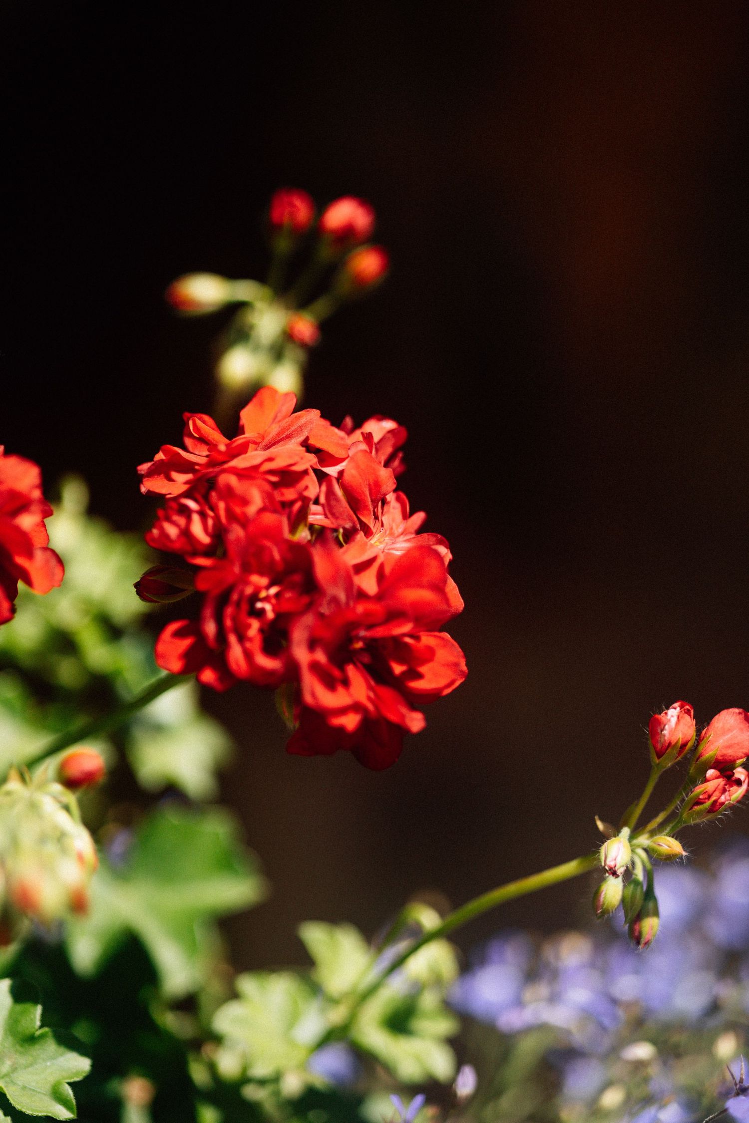 Vibrant red geranium flowers bloom against a dark background with purple flowers and green foliage visible.