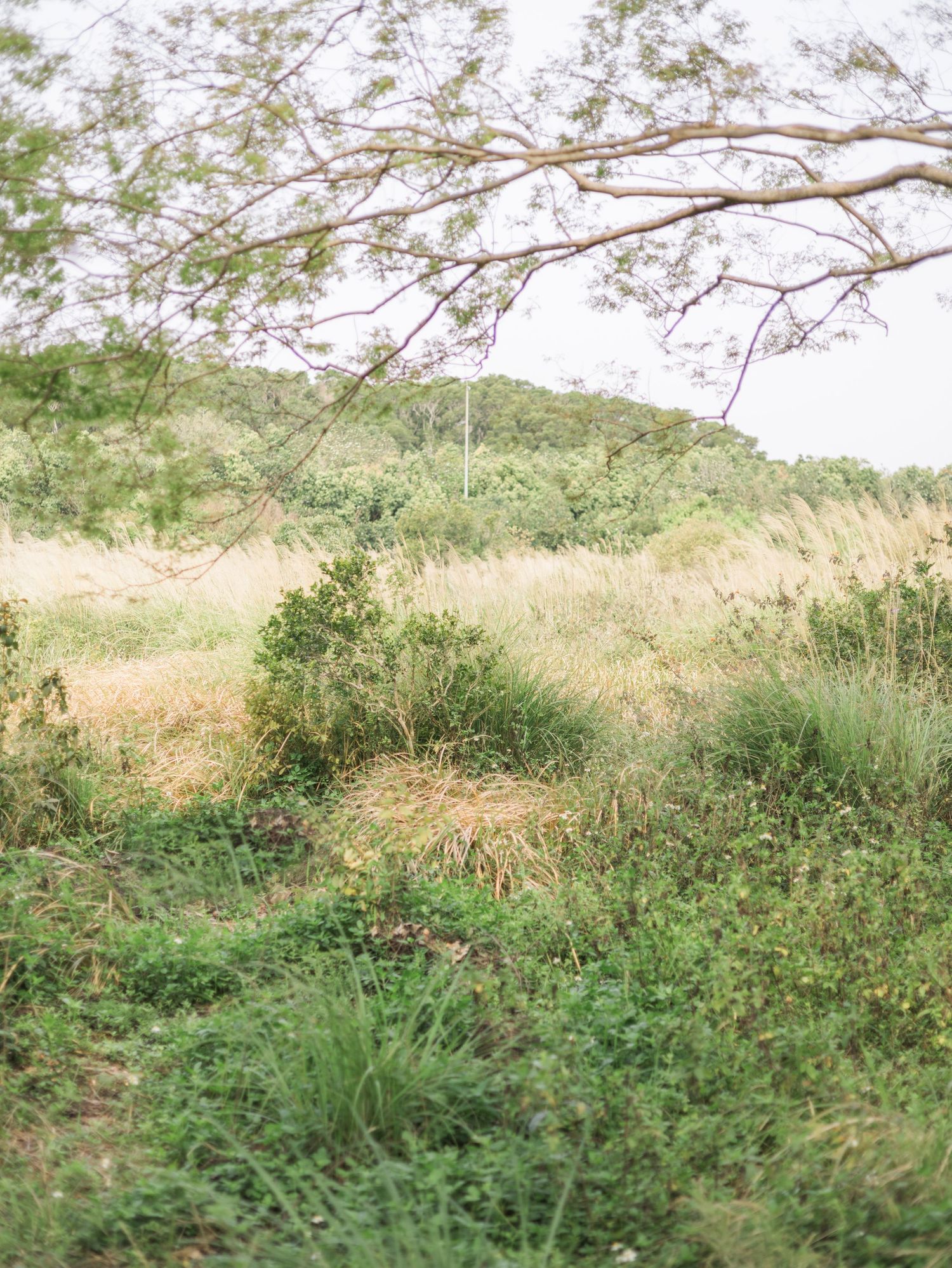 Natural grassland landscape with branches framing the rustic countryside view.