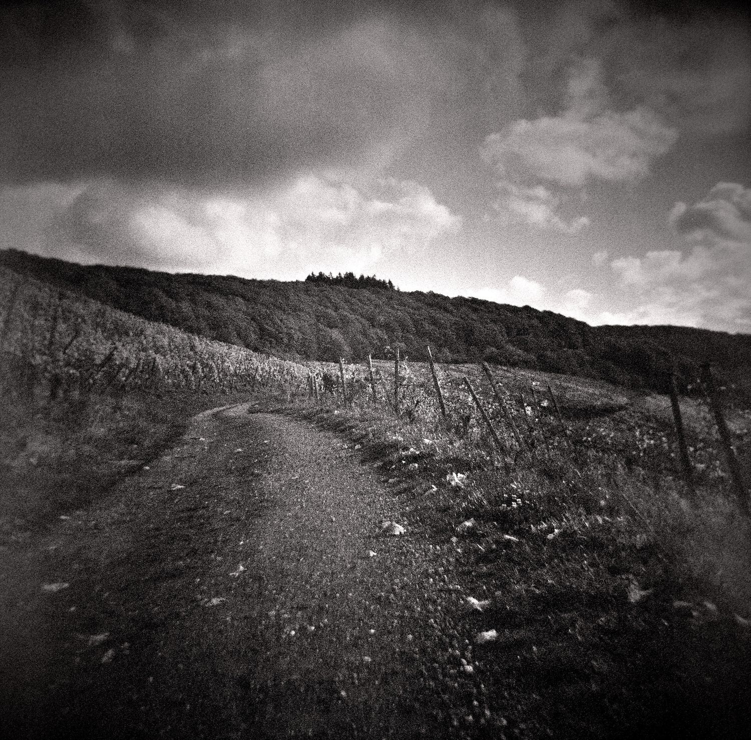 Black and white photo of a winding dirt path climbing a vineyard hillside with wooden fence posts under a dramatic cloudy sky.