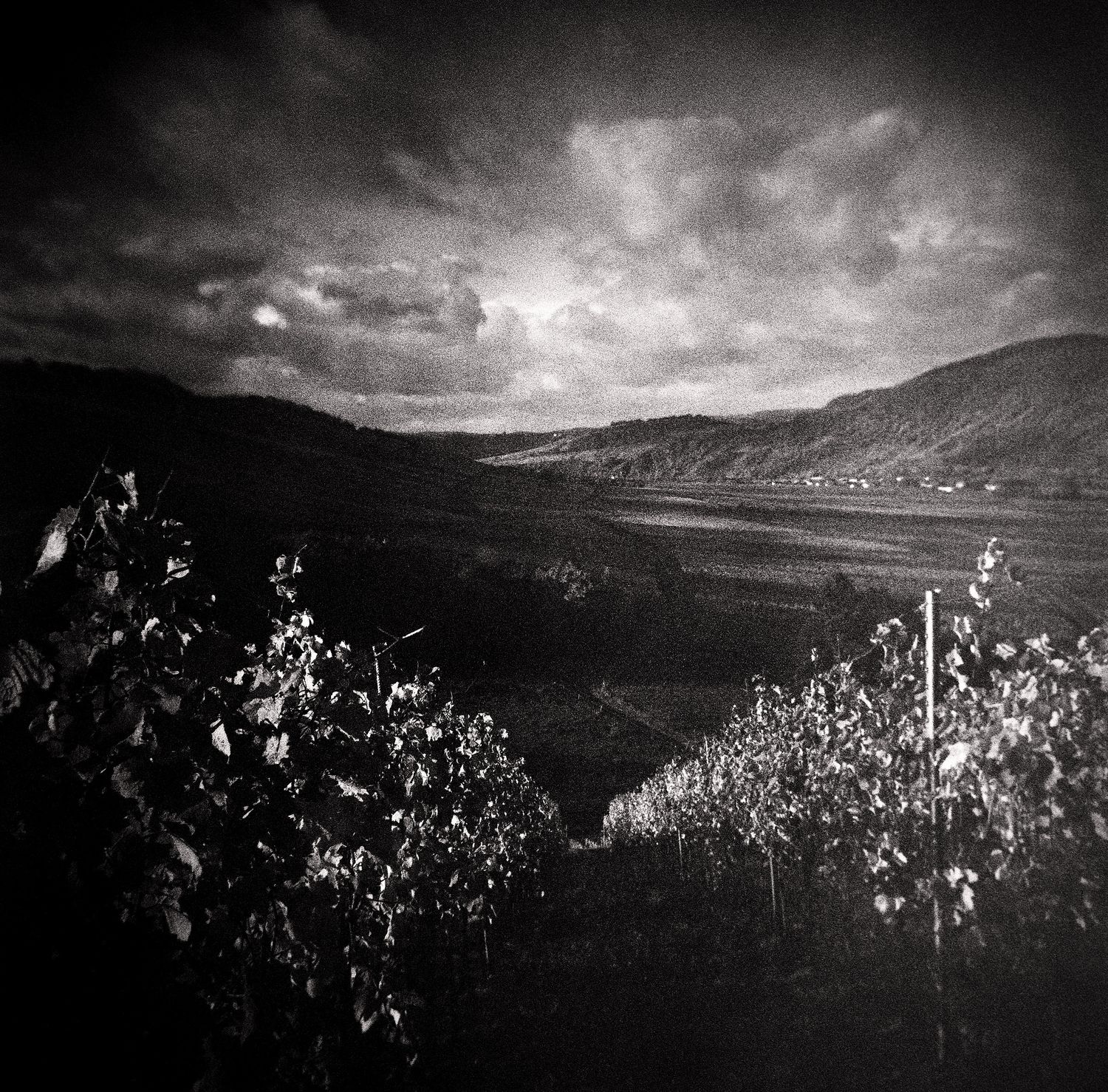 Black and white photo of vineyard rows on a hillside with a dramatic cloudy sky over a distant valley.