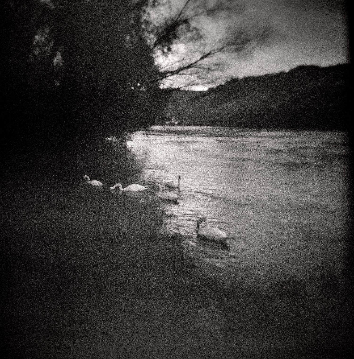 Black and white photo of white swans gliding on a calm river beside a dark shoreline, with hills and a cloudy sky in the background.