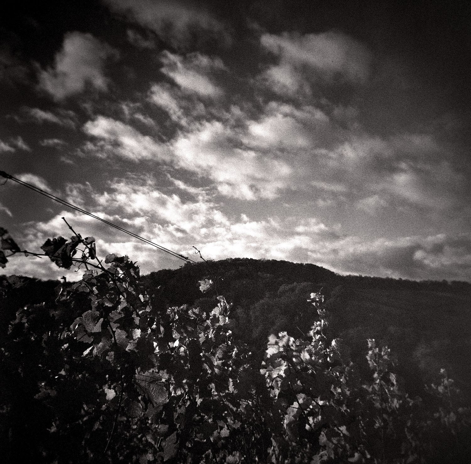 Black and white photo of sunlit vineyard leaves in the foreground with a wooded hillside and dramatic clouds in the sky above.