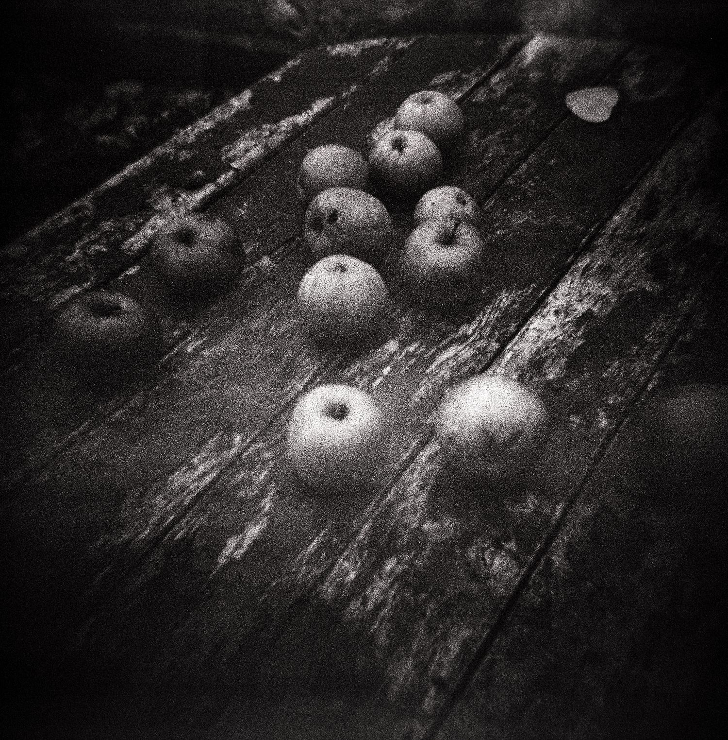 Black and white photo of several apples arranged on a weathered wooden table with peeling paint.