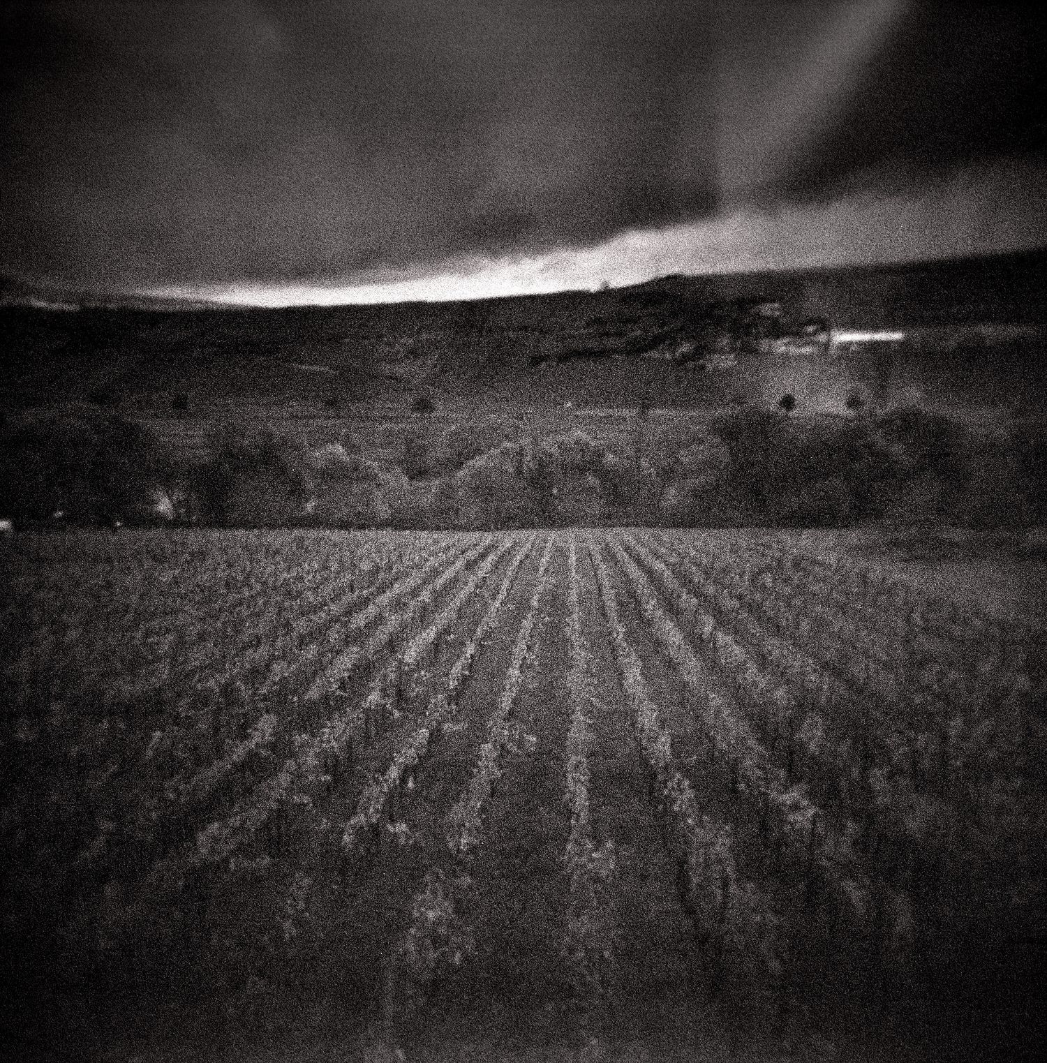 Black and white photograph of vineyard rows stretching toward wooded hills under a dark, moody sky with light breaking through clouds.