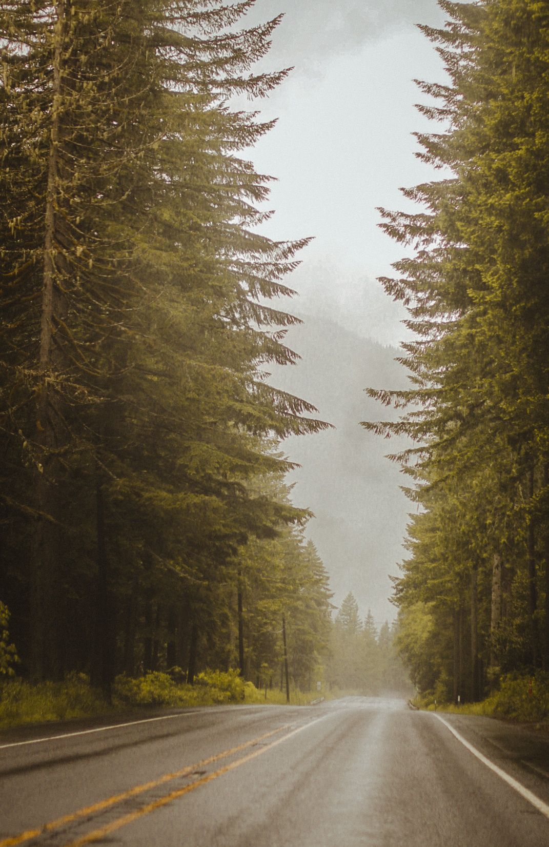 Foggy forest lined highway on a rainy day in near Oregon Coast, US.