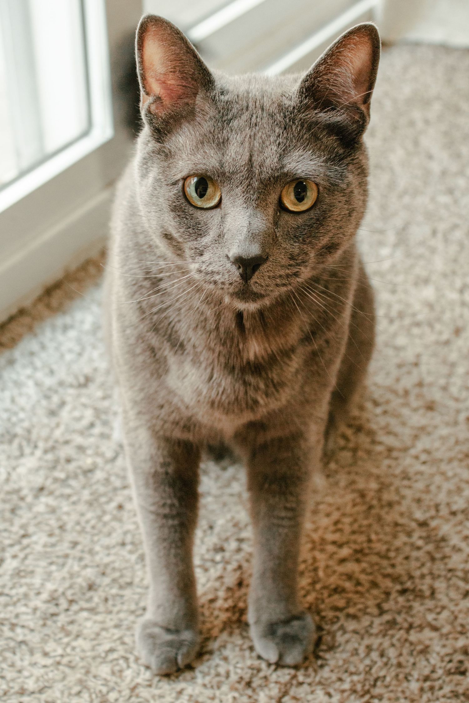 Blue Russian young cat posed on carpet inside home.