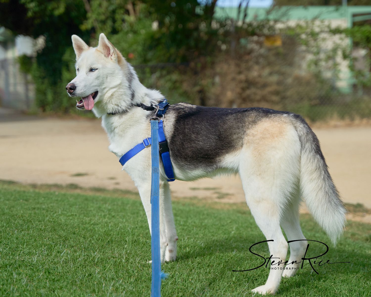 Husky mix at Pets In Need Palo Alto photographed in the park
