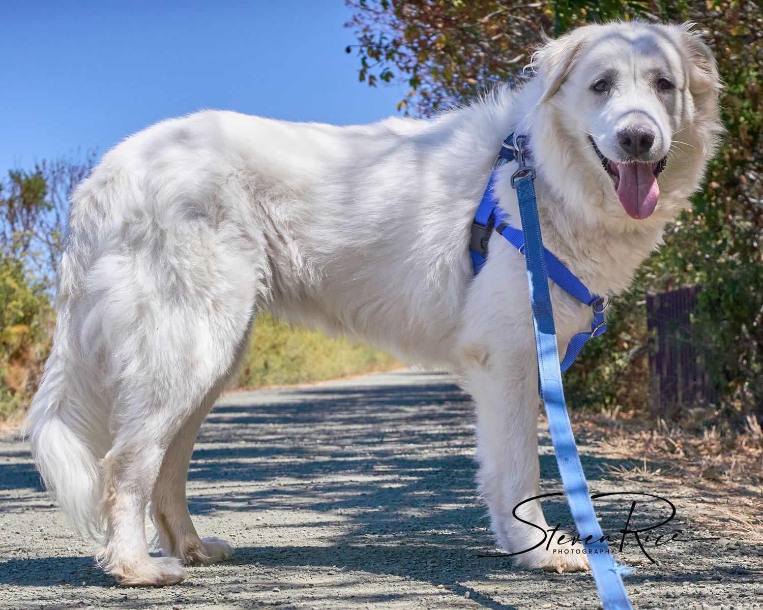 Taylor is a Great Pyrenees dog at Pets In Need Palo Alto