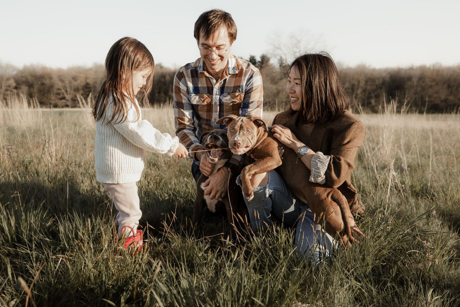 A family plays together in a golden field during sunset while their brown dog runs alongside them.