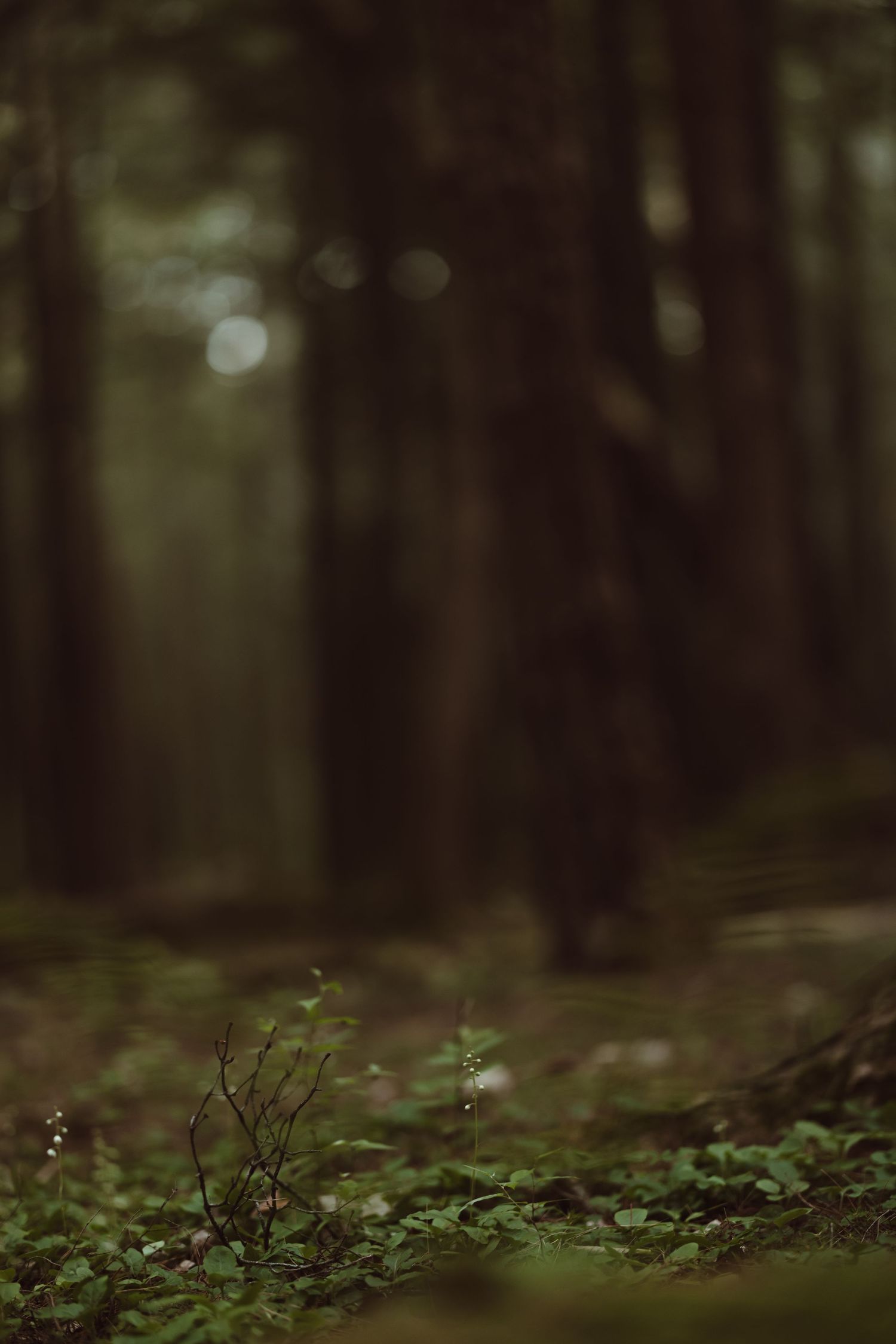 Dark moody forest floor with delicate green plants and bokeh effect in the background.