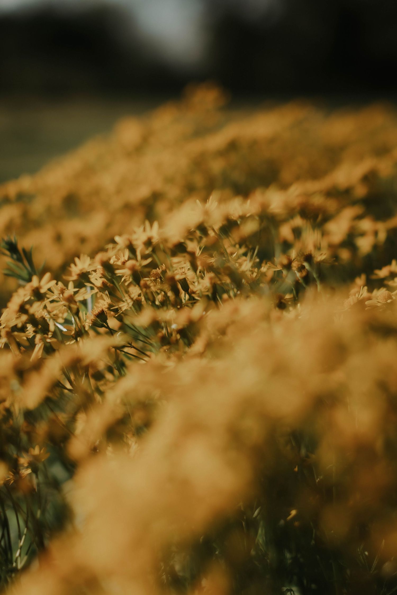 A field of golden yellow wildflowers in soft focus, bathed in warm sunlight creating a dreamy autumn landscape.