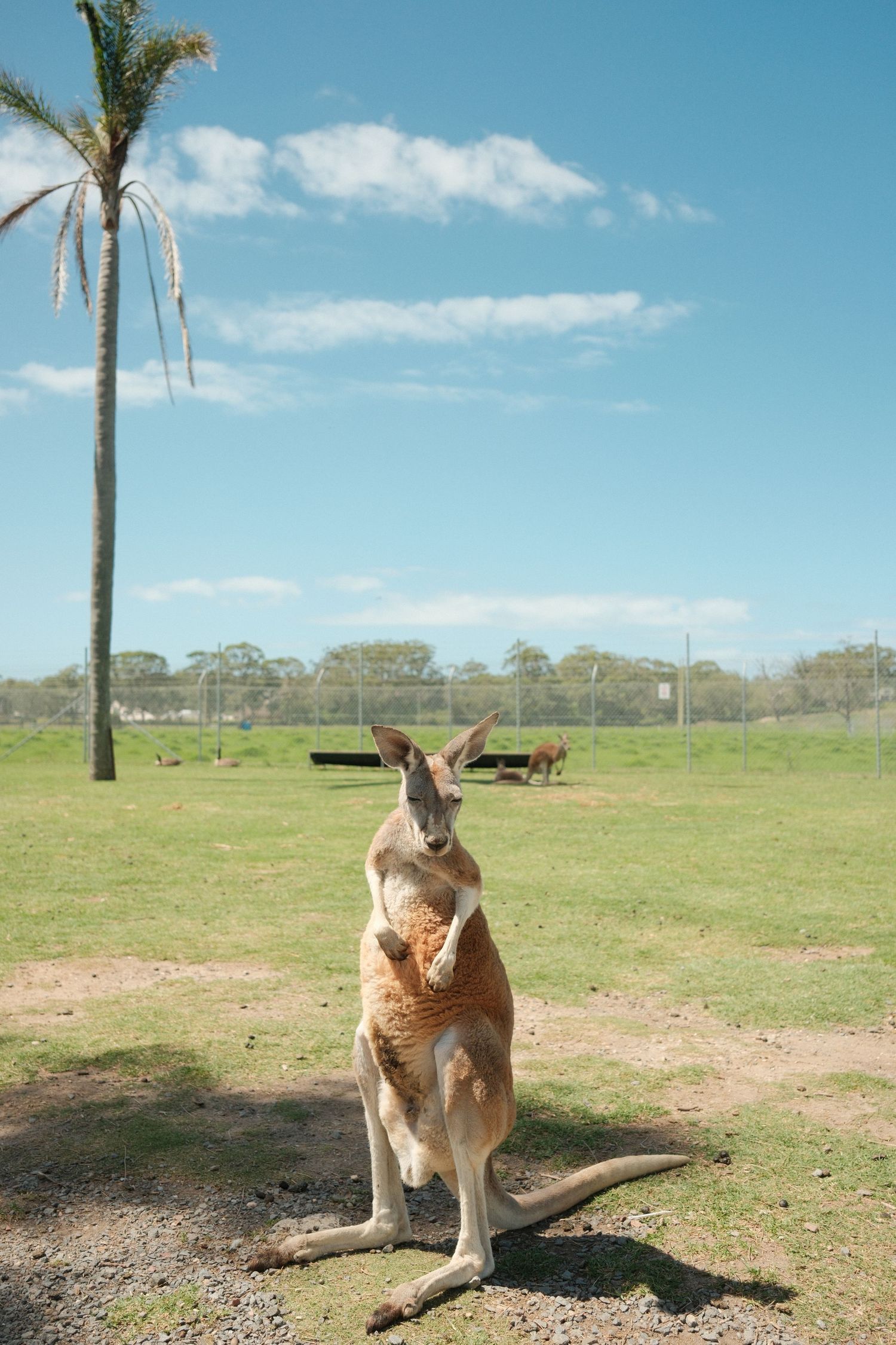 Fujifilm 23mm in Australia.