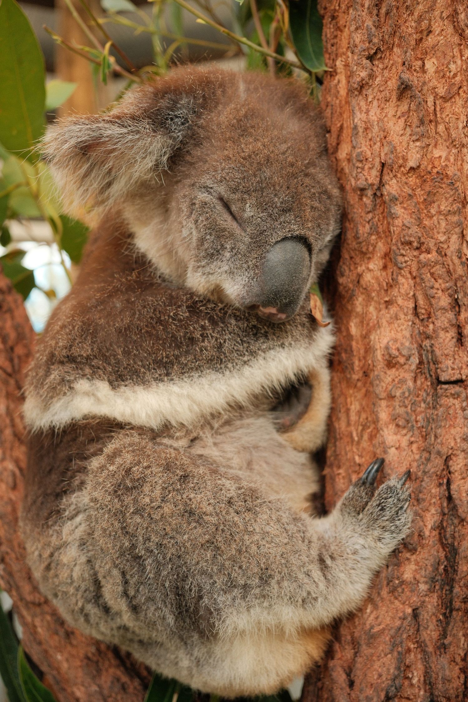 Fujifilm 23mm in Australia.