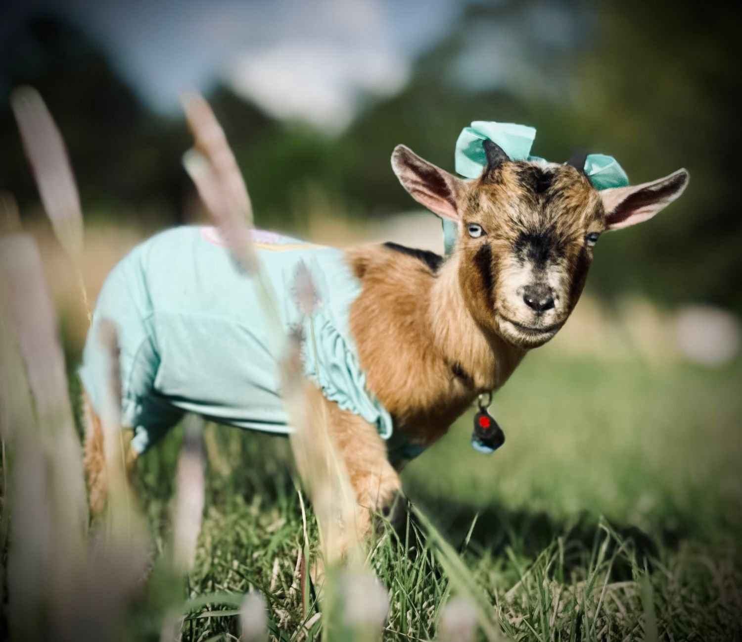 Little Libby Lou, with bell collar, plays and jumps in green grass on sunny day.